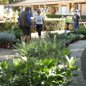 Fall Plant Sale 2014 Preparations