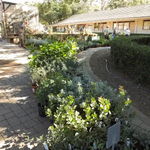 Fall Plant Sale 2014 Preparations