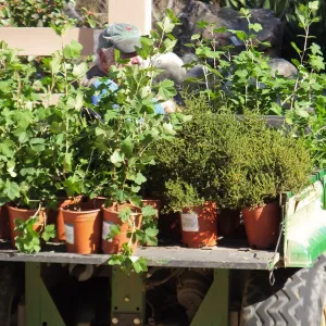 Fall Plant Sale 2014 Preparations