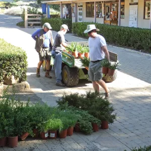 Fall Plant Sale 2014 Preparations