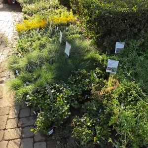 Fall Plant Sale 2014 Preview Eve Plant Display