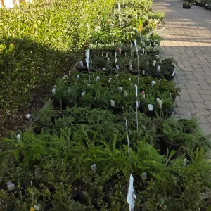 Fall Plant Sale 2014 Preview Eve Plant Display