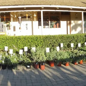 Fall Plant Sale 2014 Preview Eve Plant Display