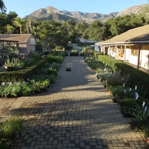 Fall Plant Sale 2014 Preview Eve Plant Display