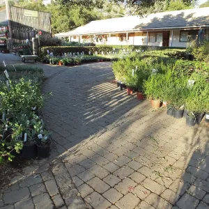 Fall Plant Sale 2014 Preview Eve Plant Display