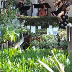 Fall Plant Sale 2014 Member Preview Party, Mission Creek Trio