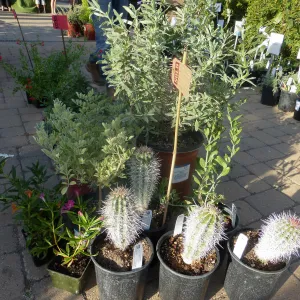 Fall Plant Sale 2014 Member Preview Party