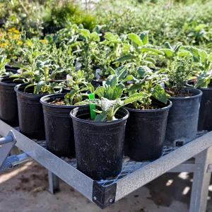 Ecological Restoration Workshop, SBBG Nursery tour