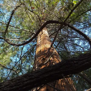 California Grape in Coast Redwood