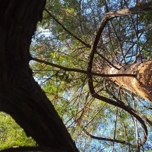 California Grape in Coast Redwood