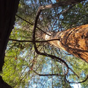 California Grape in Coast Redwood