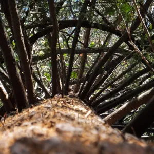 California Grape in Coast Redwood