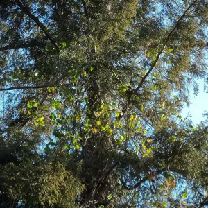 California Grape in Coast Redwood