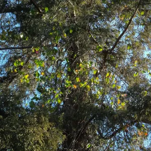 California Grape in Coast Redwood