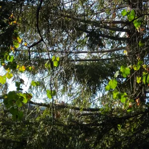 California Grape in Coast Redwood