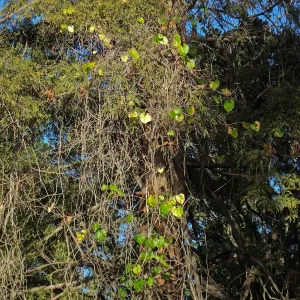 California Grape in Coast Redwood
