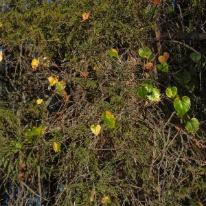 California Grape in Coast Redwood