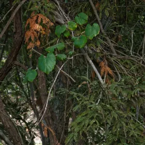 California Grape in Coast Redwood