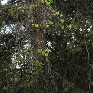 California Grape in Coast Redwood