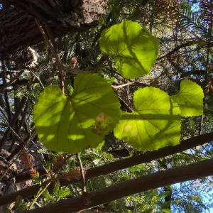California Grape in Coast Redwood