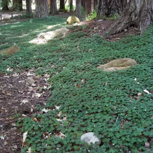 Redwood sorrel recovery with new irrigation