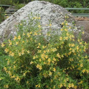 Monkeyflower, Mimulus aurantiacus at picnic site