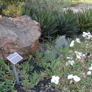 Evening[primrose, Agave shawii in Desert Section