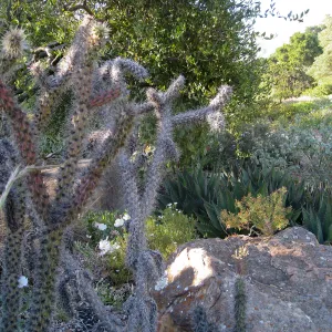 Opuntia echinocarpa in Desert Section