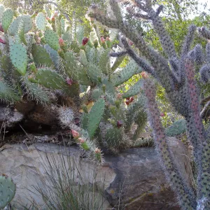 Opuntia chlorotica, Opuntia echinocarpa in Desert Section