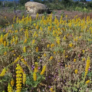 Lupinus (lupine) Ed Gedling at Gane site