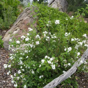 Philadelphus lewisii near picnic area