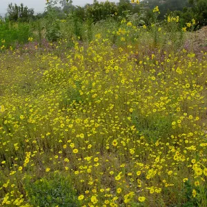 Madia elegans at the Gane site