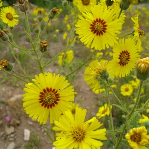 Madia elegans at the Gane site