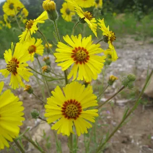 Madia elegans at the Gane site