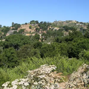 Eriogonum giganteum at the Gane site