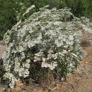 Eriogonum giganteum at the Gane site