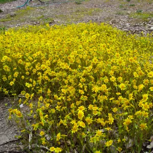 Lasthenia californica, goldfields at Gane site