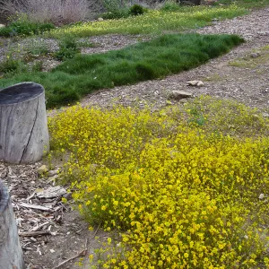 Lasthenia californica, goldfields at Gane site