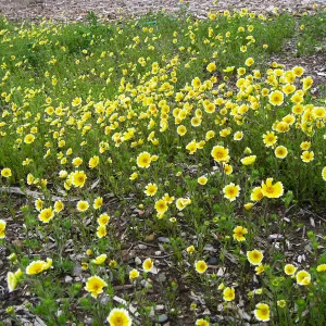 Tidy tips, Layia platyglosa at Gane site