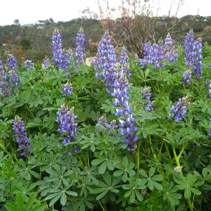 Lupinus at Gane site (lupine)