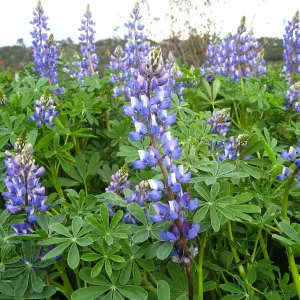 Lupinus (lupine)at Gane site