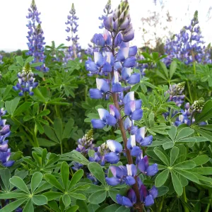 Lupinus (lupine) at Gane site