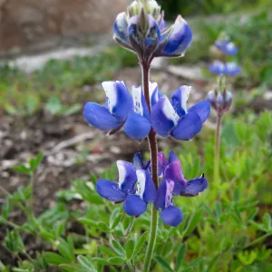 Lupinus (lupine)at Gane site