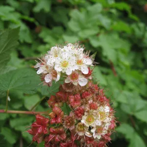 Calycanthus occidentalis, spice bush in fruit in the Arroyo