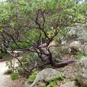 Arctostaphylos refugioensis in the Arroyo