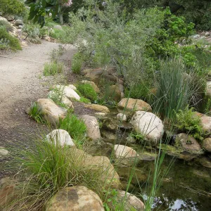 The Arroyo pond