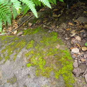 Rocks in the Arroyo