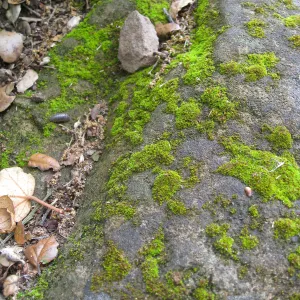 Rocks in the Arroyo