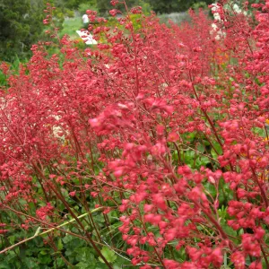 Heuchera Santa Ana Cardinal on Parking Lot Bank
