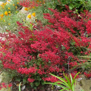 Heuchera Santa Ana Cardinal on Parking Lot Bank